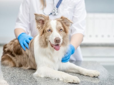 Dog Consulting a Vet