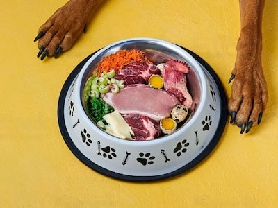 Feeding Dog a Healthy Diet