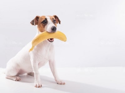 Dog Sitting With Banana in Mouth