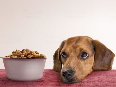 Dog Looking at Food Bowl