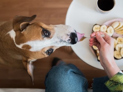 Eating Banana Healthy for Dogs