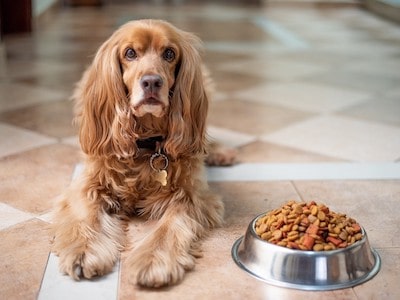 Dog Food Bowl