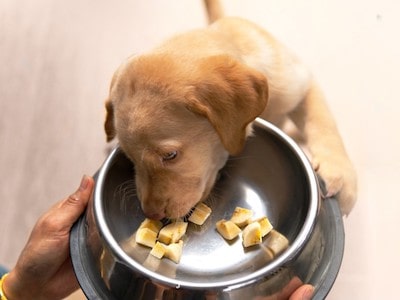 Feeding Banana to Puppy