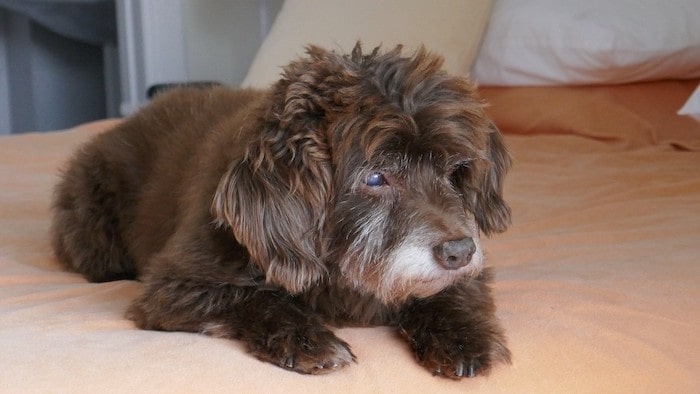 Dog on Bed