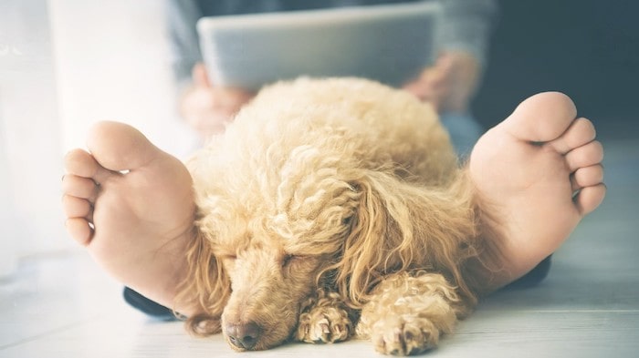 Dog Sleeping on Legs