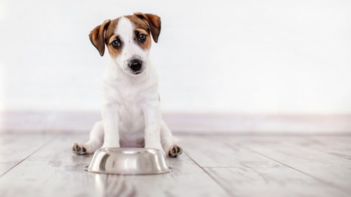 Dog Afrad of Food Bowl