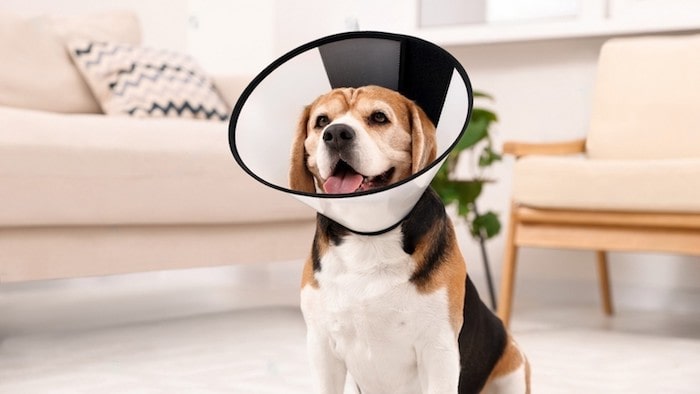 Dog Having Accidents After Being Neutered