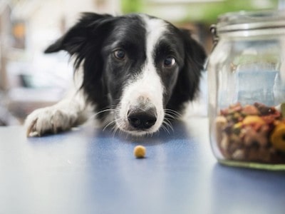 Dog Looking at Jelly Beans