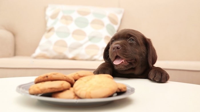 Can Puppies Eat Chocolate Chips Cookies