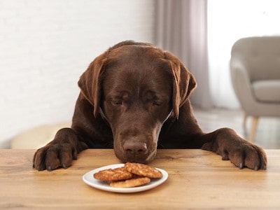 Dog Eating Chocolate Chip Cookies
