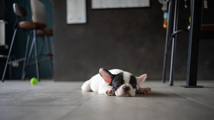 Dog Sleeping on Floor