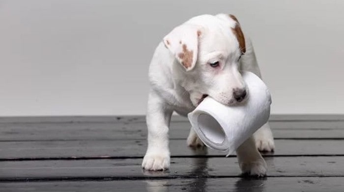 Why do dogs eat paper unraveling the curious behavior dog loves best
