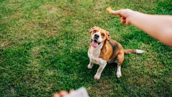 Dog looking at treat