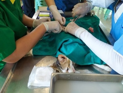 Dog C-Section Surgery