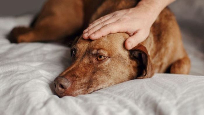 What are the recommended dosages of Carprofen Powder for different animals? What are the recommended dosages of Carprofen Powder for different animals?