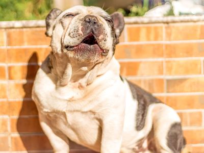 why do dogs howl at sirens?